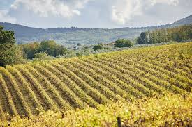 Malenchini Diletta Chianti Colli Fiorentini DOCG 0,75 l – Obrázok 3