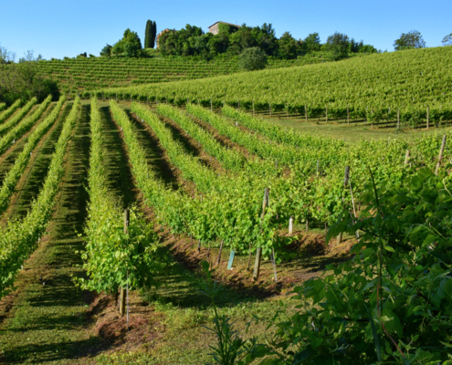 CONCA Rose DOC Treviso Brut ružová 0,75 (011503) – Obrázok 2
