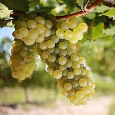 Chardonnay IGT Toscana BIO VEGAN | BUCCIA NERA – Obrázok 3