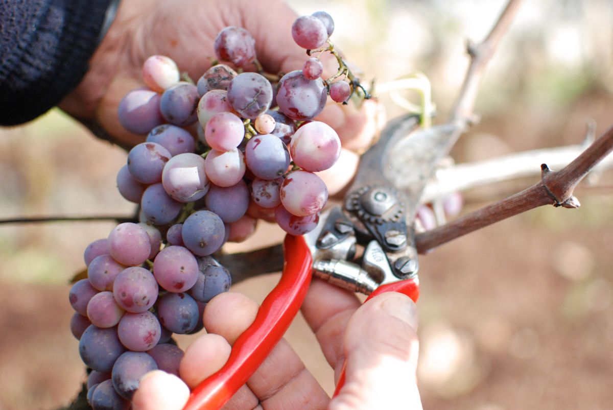 Versosud Susumaniello Valle d’Itria IGP | I Pastini 0,75L – Obrázok 3