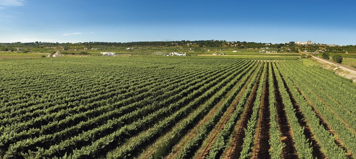 Versosud Susumaniello Valle d’Itria IGP | I Pastini 0,75L – Obrázok 5