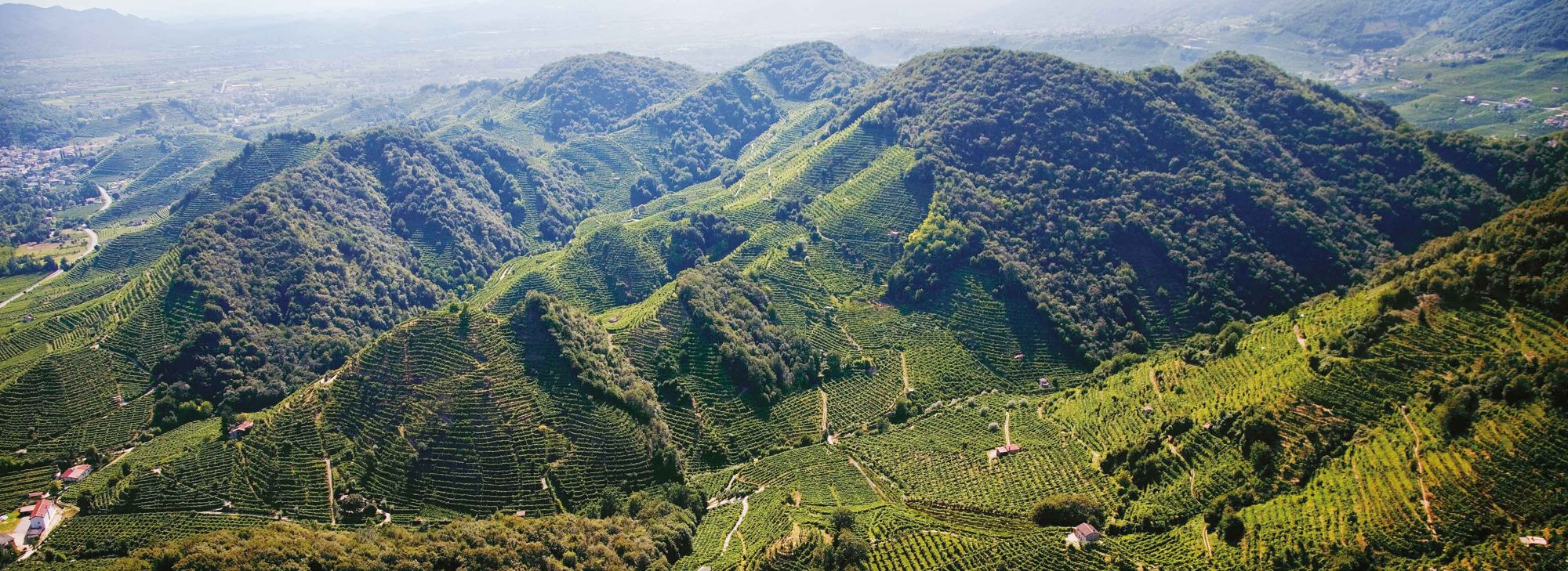 Prosecco RAYE D.O.C.Brut | Merotto – Obrázok 3